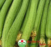 Quả mướp ngọt