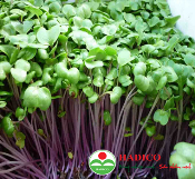Rau mầm củ cải đỏ