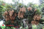 Nhãn muộn