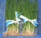 Hành lá (1kg)