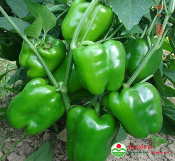 Quả ớt xanh đà lạt (1kg)