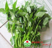 Hạt rau muống Bình Minh 100g  (1049)