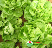 Rau xà lách ta (1kg)