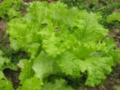 xà lách xoăn (1kg)