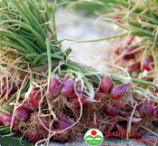 Hành Lý Sơn (1kg)