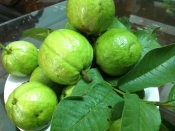 Ổi Đông dư
