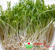 Hạt rau muống mầm 100g