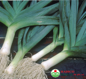 Cần tỏi tây (1kg)