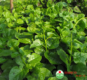 Rau mồng tơi (1kg)