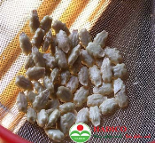 Hạt mướp đắng