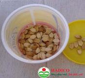 Hạt mướp hương 15 hạt