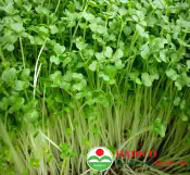 Hạt cải ngọt mầm 100g