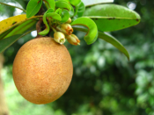 Hồng xiêm Xuân đỉnh chiết