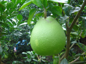 Bưởi da xanh