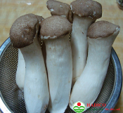 Nấm đùi gà