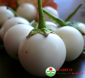 Cà pháo (1kg)