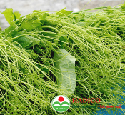 Ngọn su su (1kg)