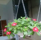 Chảo xích bé