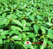Hạt rau đay 50g (KG) (1029)
