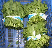 Cải cúc nếp