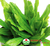 Hạt giống mùi tàu răng cưa 10g (2111 - Kg)