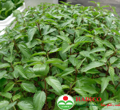 Rau đay (1kg)