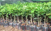 Bưởi ghép trong bầu