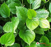 Lá lốt (1kg)
