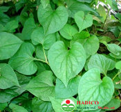 Rau diếp cá (1kg)