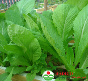 Rau cải ngọt (1kg)