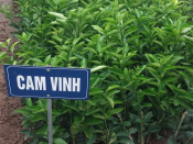 Cam Vinh ( cam xã Đoài)