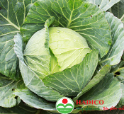 Bắp cải Đà Lạt (1kg)
