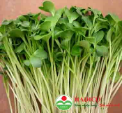 Rau cải mầm trắng