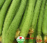 Quả mướp ngọt