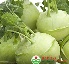 Củ su hào