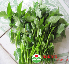 Hạt rau muống Bình Minh 100g  (1049)