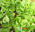 Rau xà lách ta (1kg)