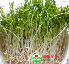 Hạt rau muống mầm 100g