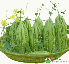 Quả mướp đắng (1kg)