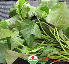 Rau lang ngọn (1kg)