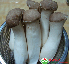 Nấm đùi gà