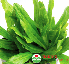 Hạt giống mùi tàu răng cưa 10g (2111 - Kg)