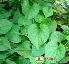 Rau diếp cá (1kg)
