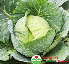 Bắp cải Đà Lạt (1kg)