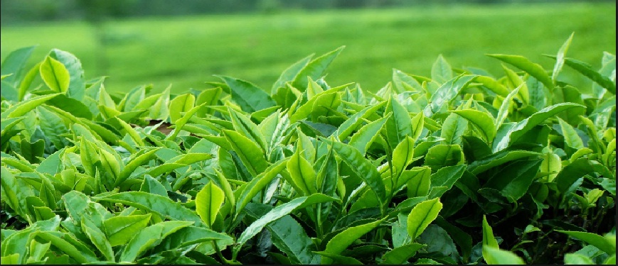 Vùng sản xuất chè sạch của công ty Hadico tại Lương Mỹ và Sông Đà