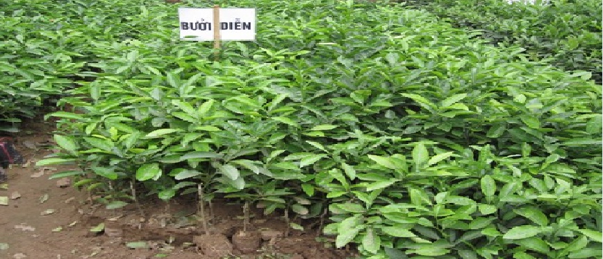 Cây giống bưởi diễn