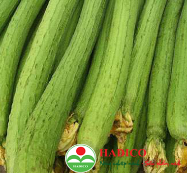 Quả mướp ngọt