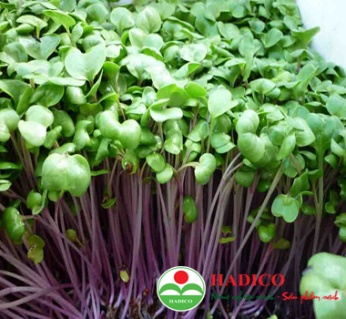 Rau mầm củ cải đỏ