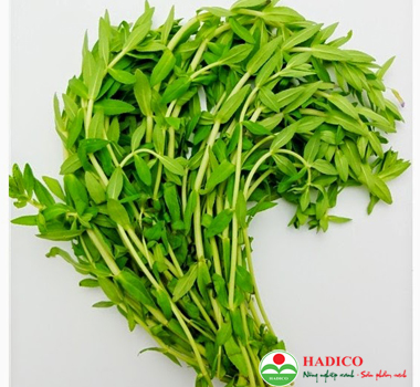 rau ngổ (1kg)
