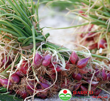 Hành Lý Sơn (1kg)
